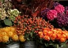 arte flor AG — photo 1