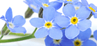 Blumen Vergissmeinnicht