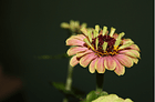 Blumengeschäft helbling und blumen