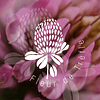 Fleur de Trèfle — photo 1