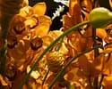 Grossenbacher Martin Blumen — photo 1