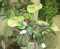 Le Mimosa — photo 1