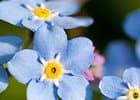 Myosotis Floristik — photo 1
