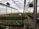 Schleusser Gärtnerei + Blumenladen — photo 1