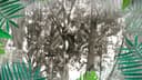 Logo Forestland